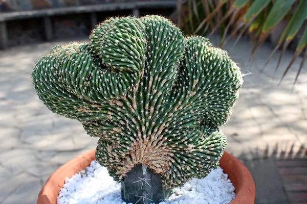 公園のサボテンの植物 — ストック写真