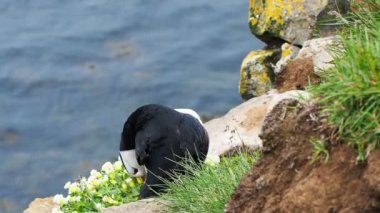 İzlanda'daki Latrabjarg cliff bir martı remake