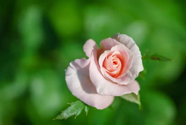Rose rose fleurissant dans le jardin — Photo