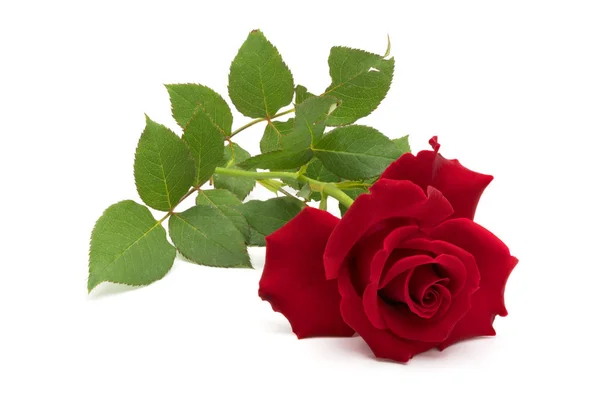 Belle rose rouge avec des feuilles — Photo