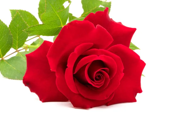 Gros plan de belle rose rouge — Photo