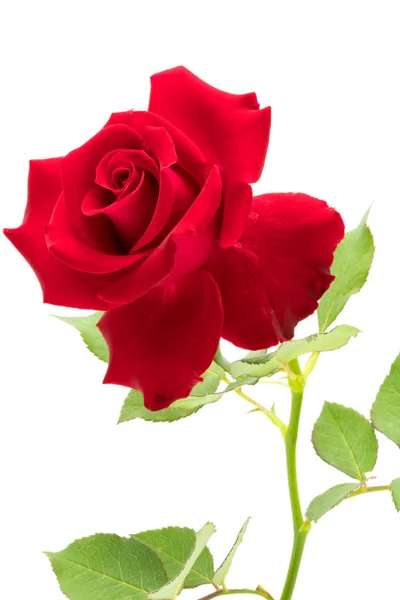 Rose rouge avec feuilles — Photo