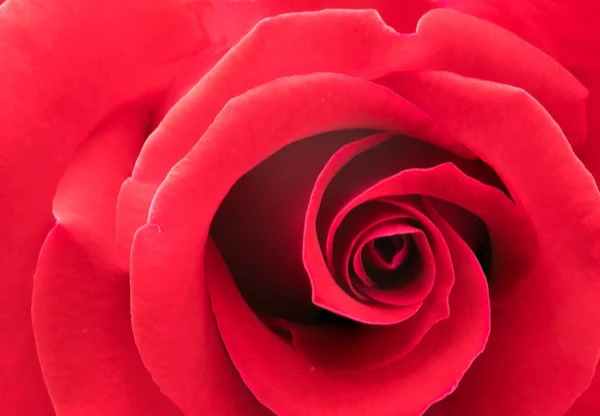 Gros plan d'une belle rose rouge fraîche — Photo
