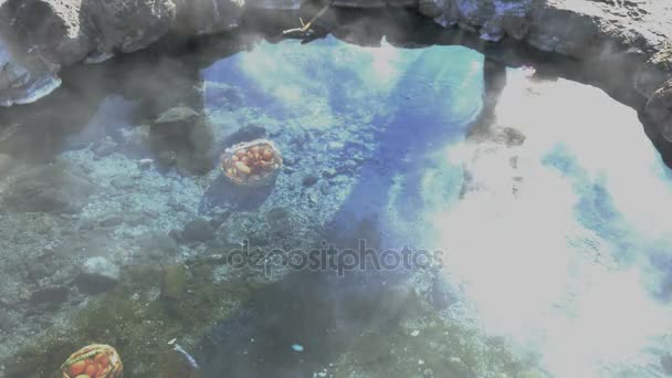 Huevos de pollo hirviendo en aguas termales — Vídeos de Stock