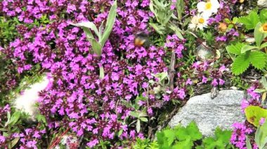 Arılar ve çiçekler, Himalaya dağ silsilesi
