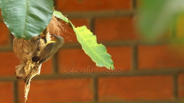 Sunbird feeding her babies — Stock Video