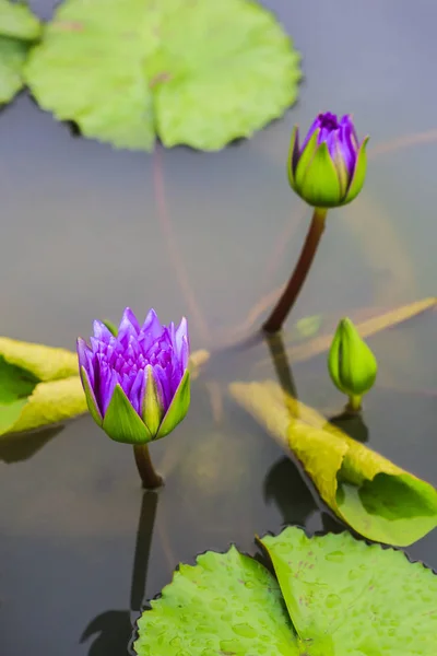 Lírio de água roxo em uma lagoa — Fotografia de Stock