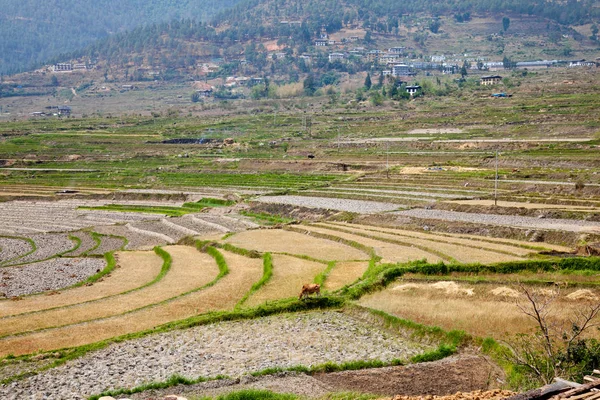Terrassenfeld und bhutanesisches Dorf — Stockfoto