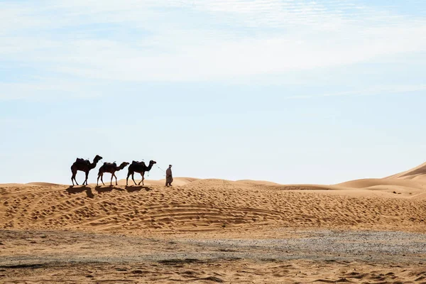 Верблюди, йдучи на ЕРГ Shebby в Марокко — стокове фото