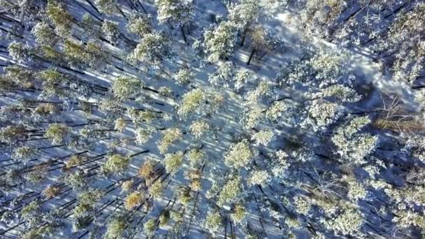 Вид зверху на дерева і сніг — стокове відео