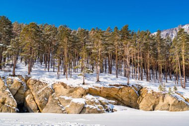 Kar dağ ve çam ağaçlarıyla kaplı