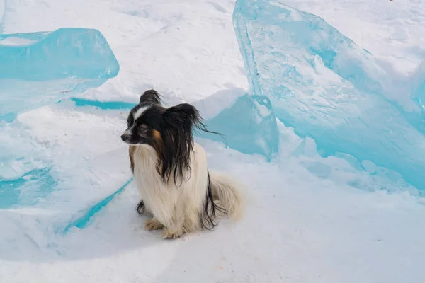 Small dog sit on ice block covered with snow in Lake Baikal