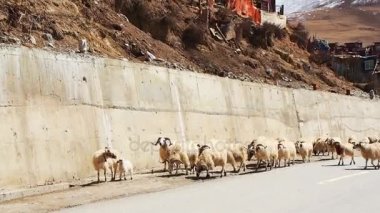 Sichuan, Çin Yarchen Gar manastırda sokakta yürüyen uzun saçlı koyun sürüsü