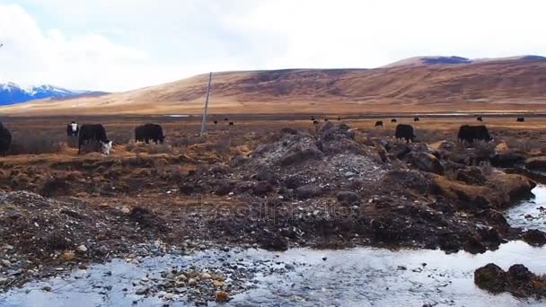 Vista del rebaño de yaks pastando en el campo cerca del arroyo en Sichuan, China — Vídeos de Stock