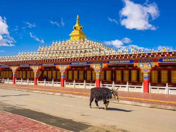 Yak andando na rua no Mosteiro de Yarchen Gar em Sichuan — Fotografia de Stock