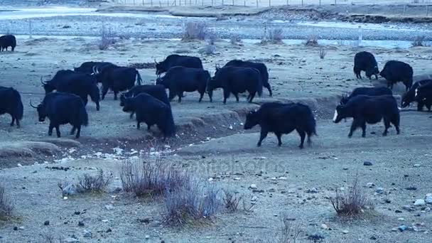 行走在四川的字段中的牦牛群羊 — 图库视频影像