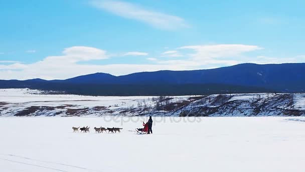 Катание на собачьих упряжках на ледяной поверхности Байкала — стоковое видео