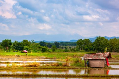 Taylandlı çiftçi çalışma