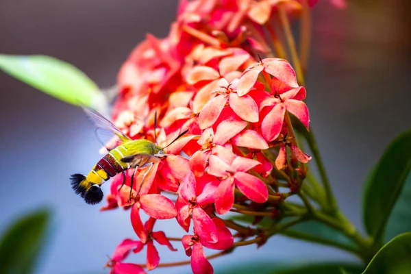 Hummingbird hawk-moth hovering over and sucking nectar