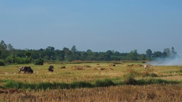 Vista Campo Arrozal Rural Após Colheita Agricultor Livrar Mandíbula Por — Vídeo de Stock