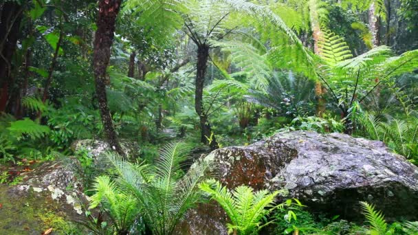 Raining Rain Forest North Thailand — Stock Video