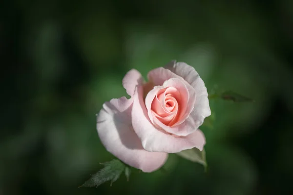 Rose rose fleurissant dans un jardin — Photo