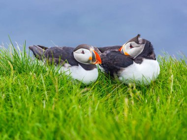 Atlantik Latrabjarg Cliff, yeşil çimenlerin üzerinde dinlenme Puffins