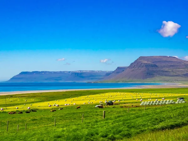 Pohled na farmě na pobřeží Islandu — Stock fotografie