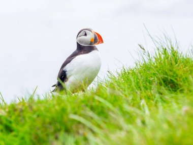 Atlantik Puffin ayakta Latrabjarg Uçurumdaki