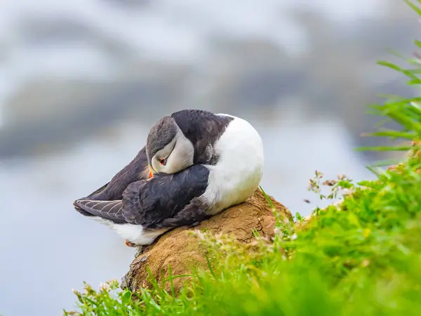 Fechar-se de Atlantic Puffin descansando sobre uma rocha — Fotografia de Stock