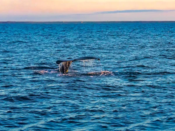 Aleta de cola de ballena jorobada buceando en el mar —  Fotos de Stock