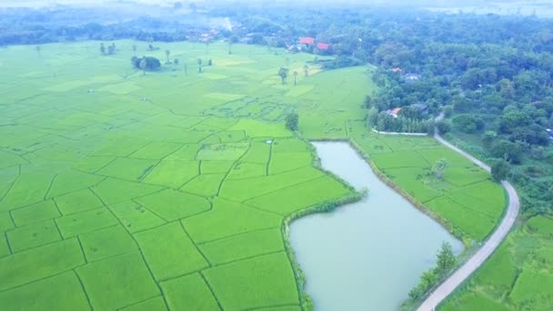 Vista Aérea Campo Arrozal Perto Uma Aldeia Rural Tailândia — Vídeo de Stock