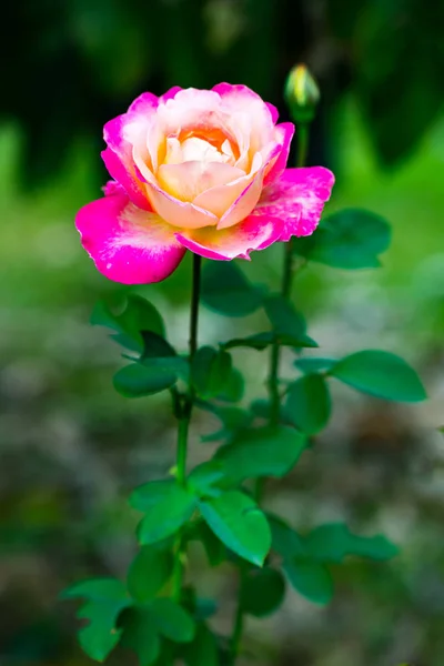 Gros plan belle rose fleurissant dans le jardin — Photo