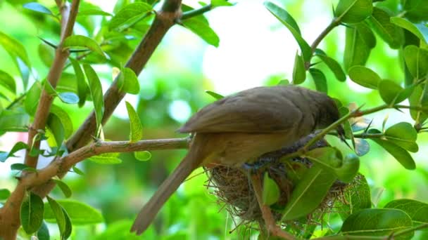 Θηλυκό Ράβδωση Eared Bulbul Πουλί Τον Καθαρισμό Του Μωρού Και — Αρχείο Βίντεο