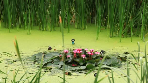 それらの つ池で鳥のシロハラクイナの餌とハスの葉で他の つのドレッシング — ストック動画