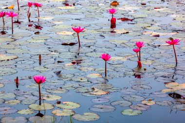 Sabahları bir gölette açan nilüfer manzarası