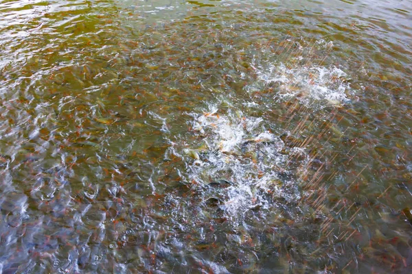 Blured Imagem da escola de peixes de água doce comendo alimentos — Fotografia de Stock