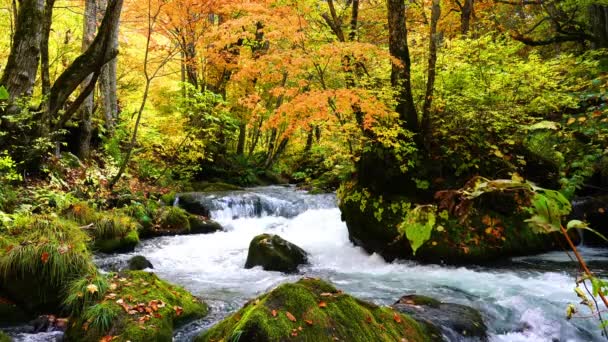 青森県の奥入瀬渓流を望む紅葉の季節には オレンジ 緑の鮮やかな色合いが楽しめます — ストック動画