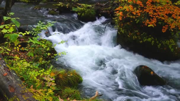 青森県奥入瀬渓谷の紅葉の美しい奥入瀬川緑の苔で覆われた紅葉と岩 — ストック動画