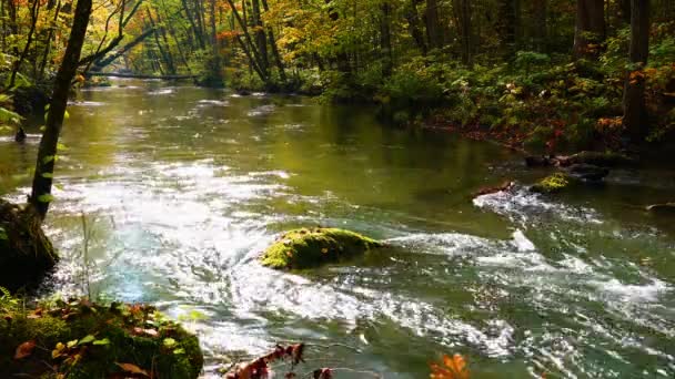 Scenic View Beautiful Oirase River Flowing Forest Colorful Foliage Autumn — Stock Video