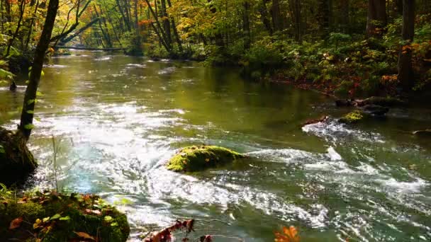 Vue panoramique de la belle rivière Oirase qui coule dans la forêt de feuillages colorés en automne au bord du sentier pédestre Oirase Stream dans la gorge Oirase, Aomori, Japon 