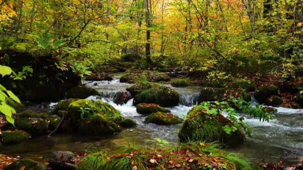 青森県 奥入瀬渓谷の紅葉と赤 オレンジ色の鮮やかな色合いが美しい奥入瀬渓流の絶景 — ストック動画