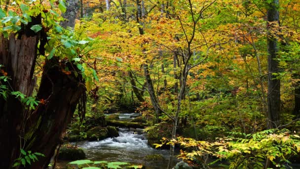 Bela Vista Outono Floresta Oirase Gorge Prefeitura Aomori Japão Com — Vídeo de Stock