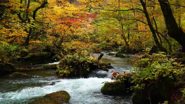 青森県 奥入瀬渓谷の紅葉の季節を抜ける美しい奥入瀬渓流の流れ — ストック動画