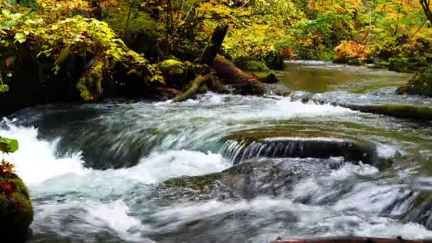 Prachtig Uitzicht Heldere Beek Snelle Rivier Stroomt Door Kleurrijke Gebladerte — Stockvideo