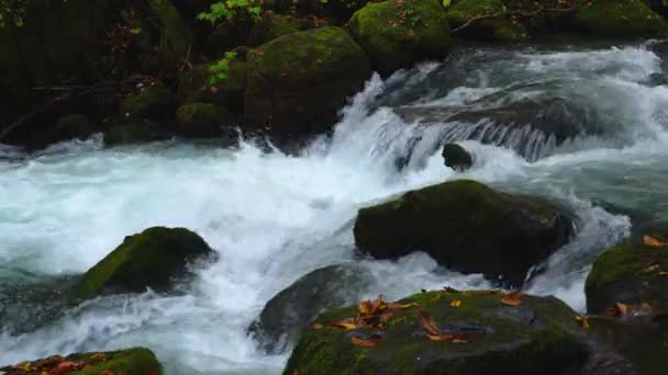 Clear Oirase Mountain Stream Stroomt Snel Passerende Rotsen Bedekt Met — Stockvideo