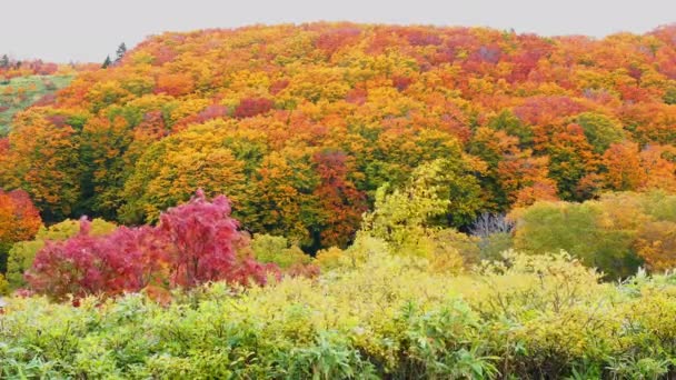 青森県十和田市八幡台国立公園内の八幡平山系の美しい紅葉 山の上の森の中の赤 オレンジの葉の鮮やかな色合い — ストック動画