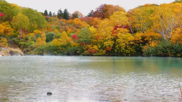 日本青森县北大和海森台国家公园内五彩缤纷的落叶在风中摇曳 水波飘扬 — 图库视频影像
