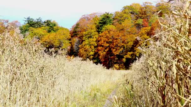 Färgglada Lövverk Höstsäsongen Onuma Pond Towada Hachimantai Nationalpark Akita Prefektur — Stockvideo