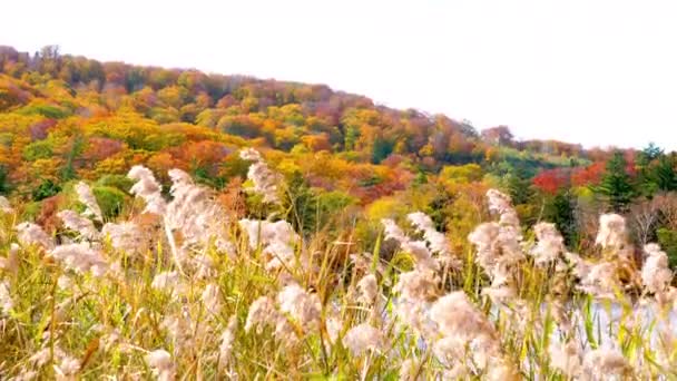 Widok Jesienny Kolor Onuma Pond Kolor Liści Górach Zmienić Zielonego — Wideo stockowe